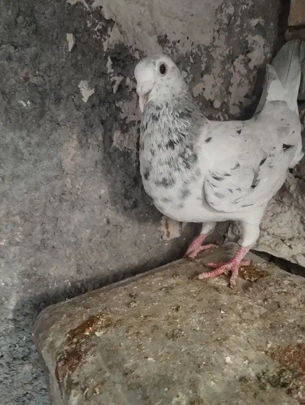 کبوتر ماده سار....|پرنده|بیرجند, |دیوار