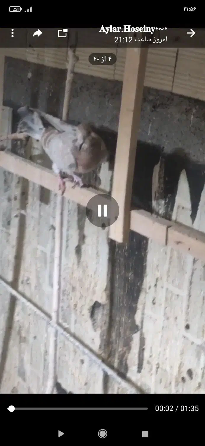 کبوتر پرشی|پرنده|تاکستان, |دیوار