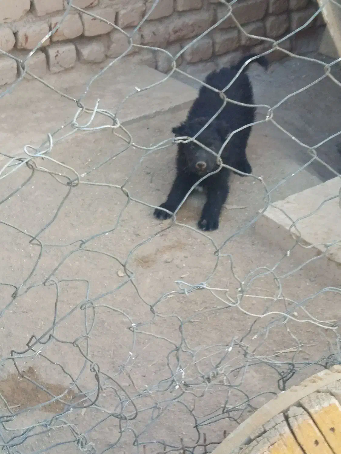 واگذاری قدرجونی اصل|سگ|کاشان, طاهرآباد|دیوار