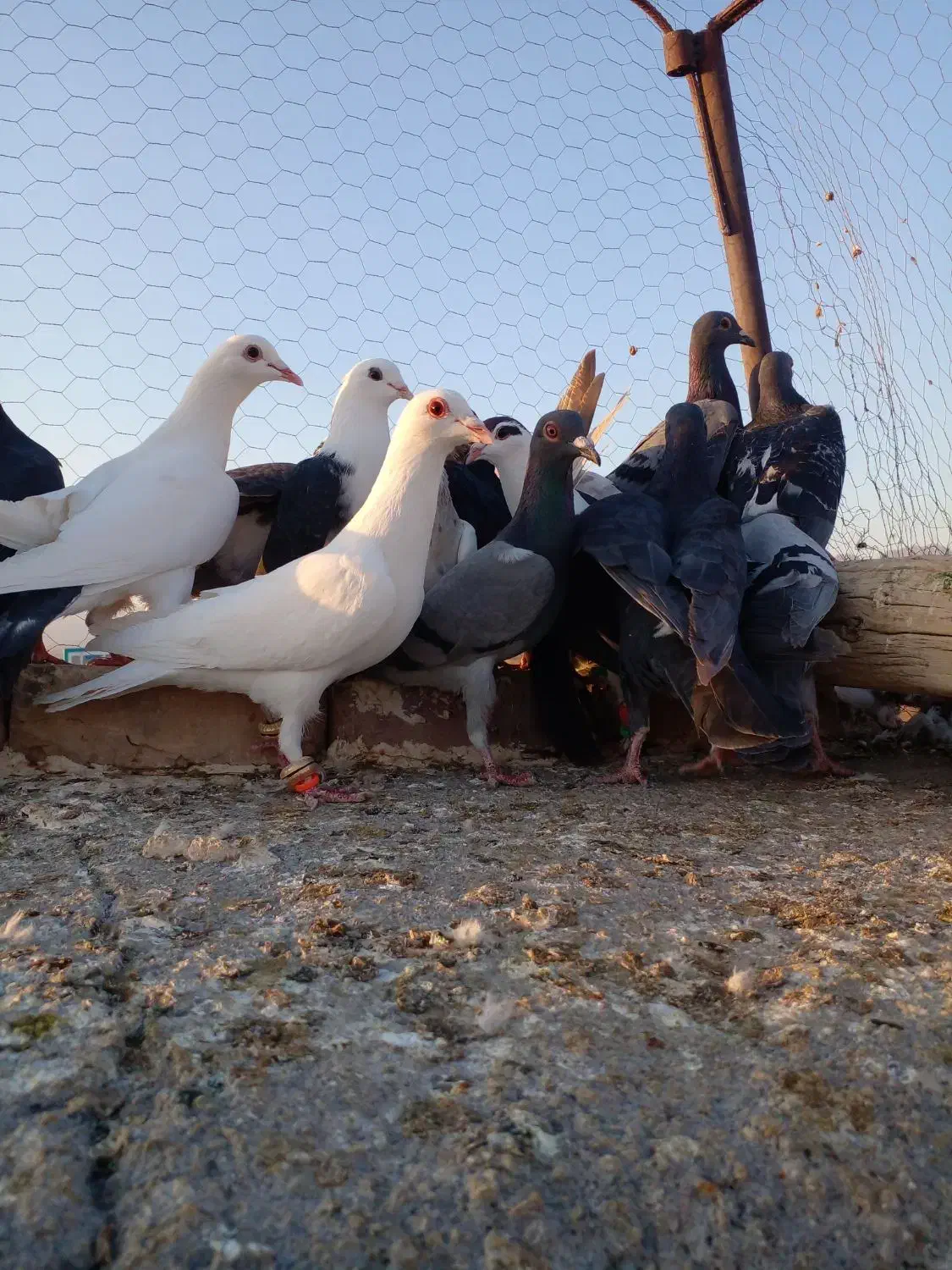 ۴۰تاکفتر هوا|پرنده|کاشمر, |دیوار