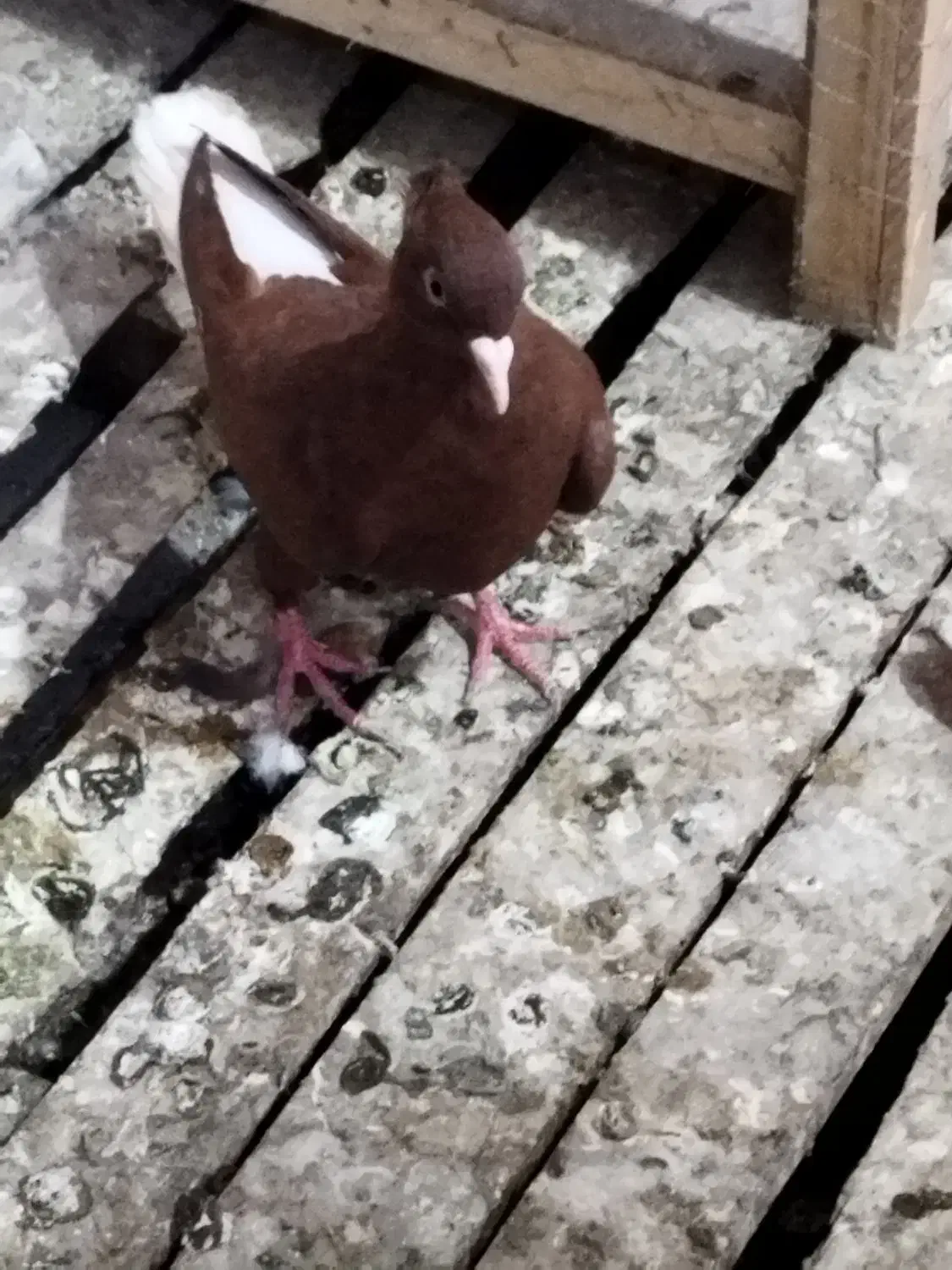 ماده سورخ دوم سفید درج یک|پرنده|سوسنگرد, |دیوار