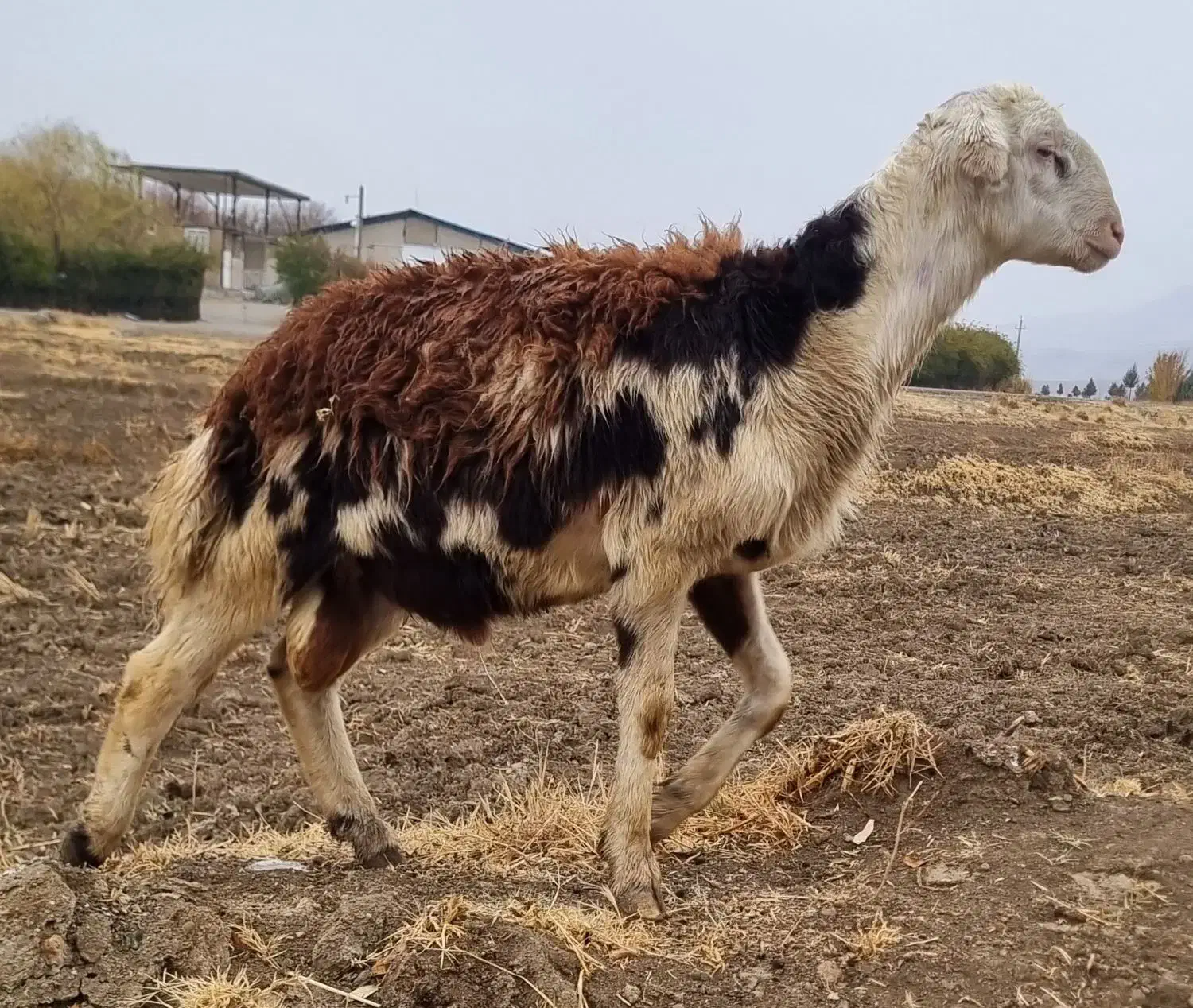 بره قوچ پلنگی|حیوانات مزرعه|سیلاخور, |دیوار