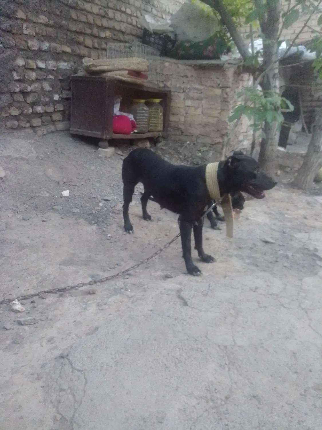 10ت|سگ|نیشابور, فضل|دیوار