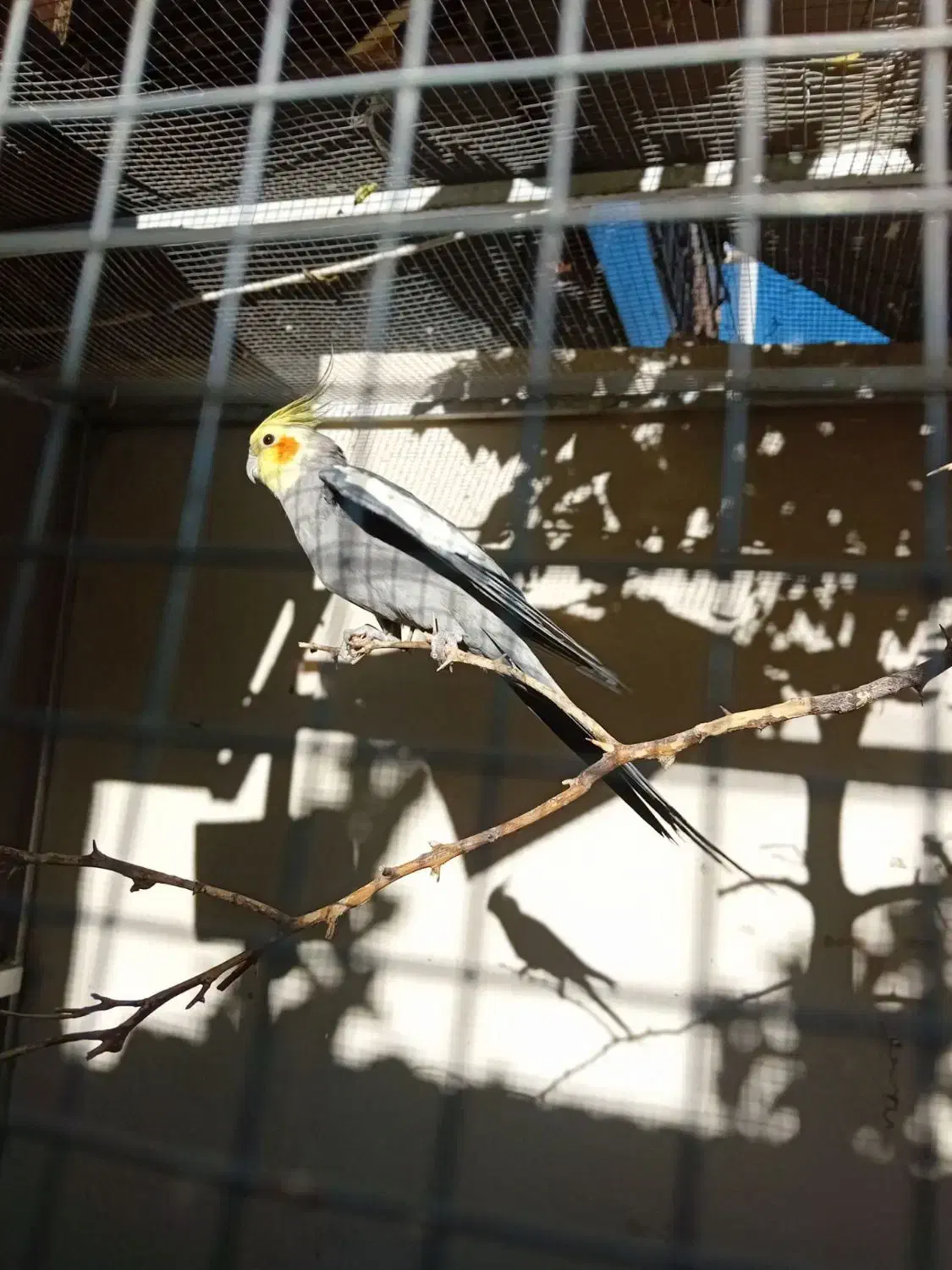 عروس هلندی|پرنده|سیرجان, |دیوار