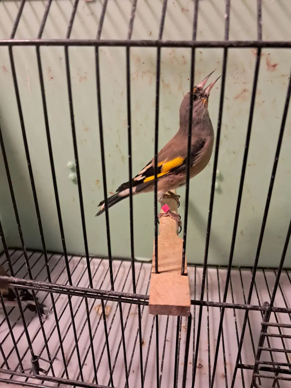 جوجه سهره های دورک فیروزکوه|پرنده|فیروزکوه, |دیوار