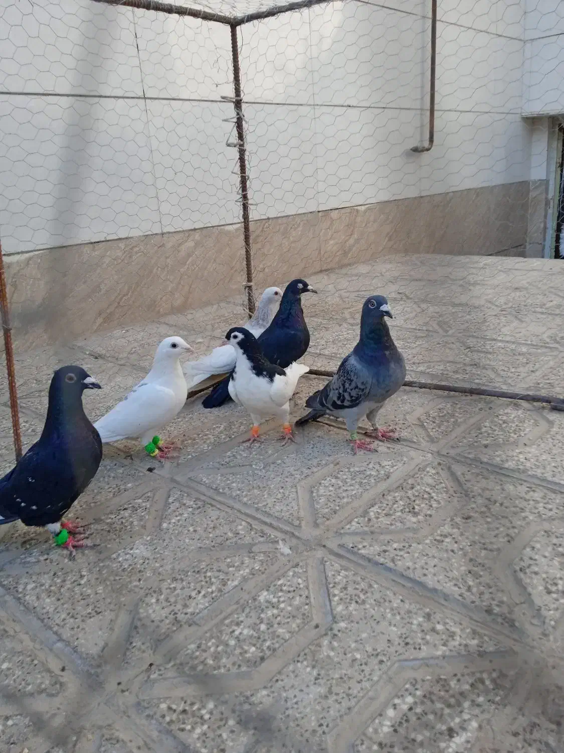 قیمت ۱۵۰۰۰۰۰۰|پرنده|کاشمر, |دیوار