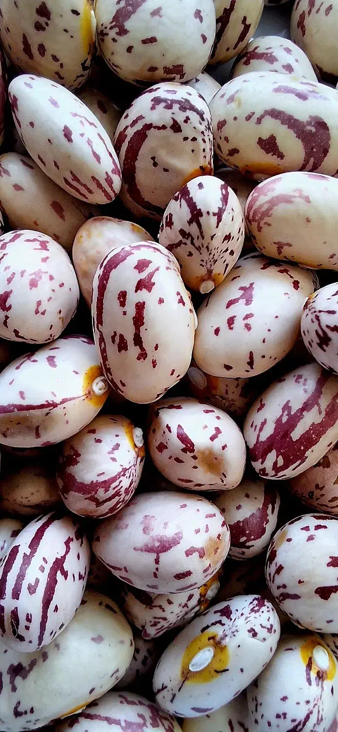 لوبیا چیتی|خوردنی و آشامیدنی|اهواز, کمپلو شمالی|دیوار