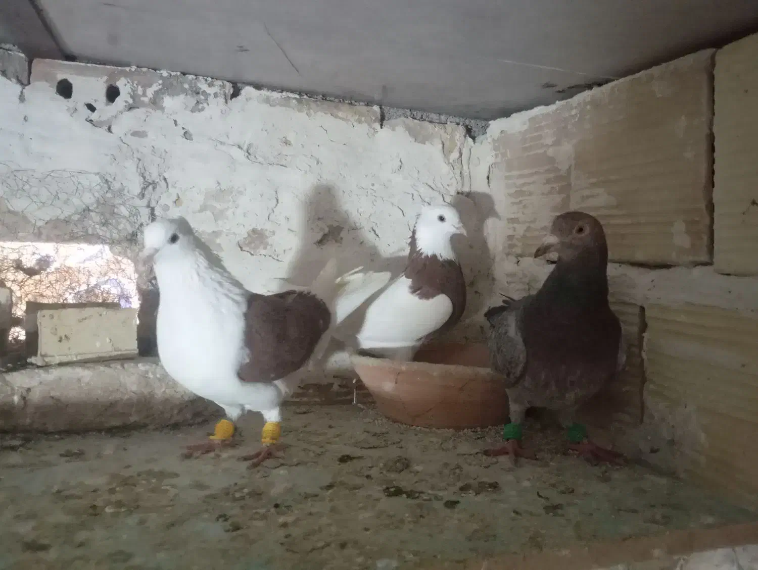 کفتر کفتر بازی|پرنده|الوند, |دیوار