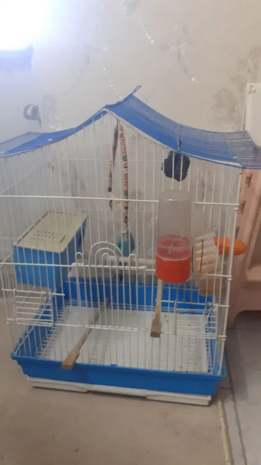 مرغ عشق نر با قفس و وسایل|پرنده|اسلامشهر, شهرک قائمیه|دیوار