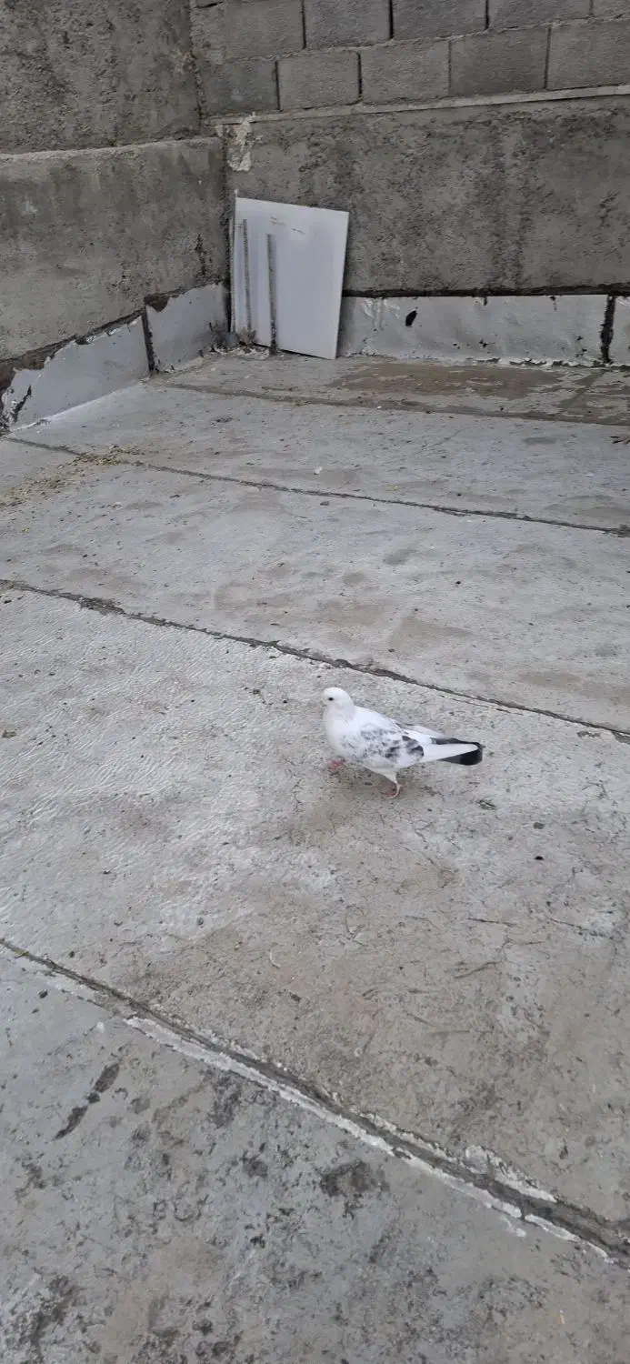 4عدد کفتر|حیوانات|نهاوند, |دیوار