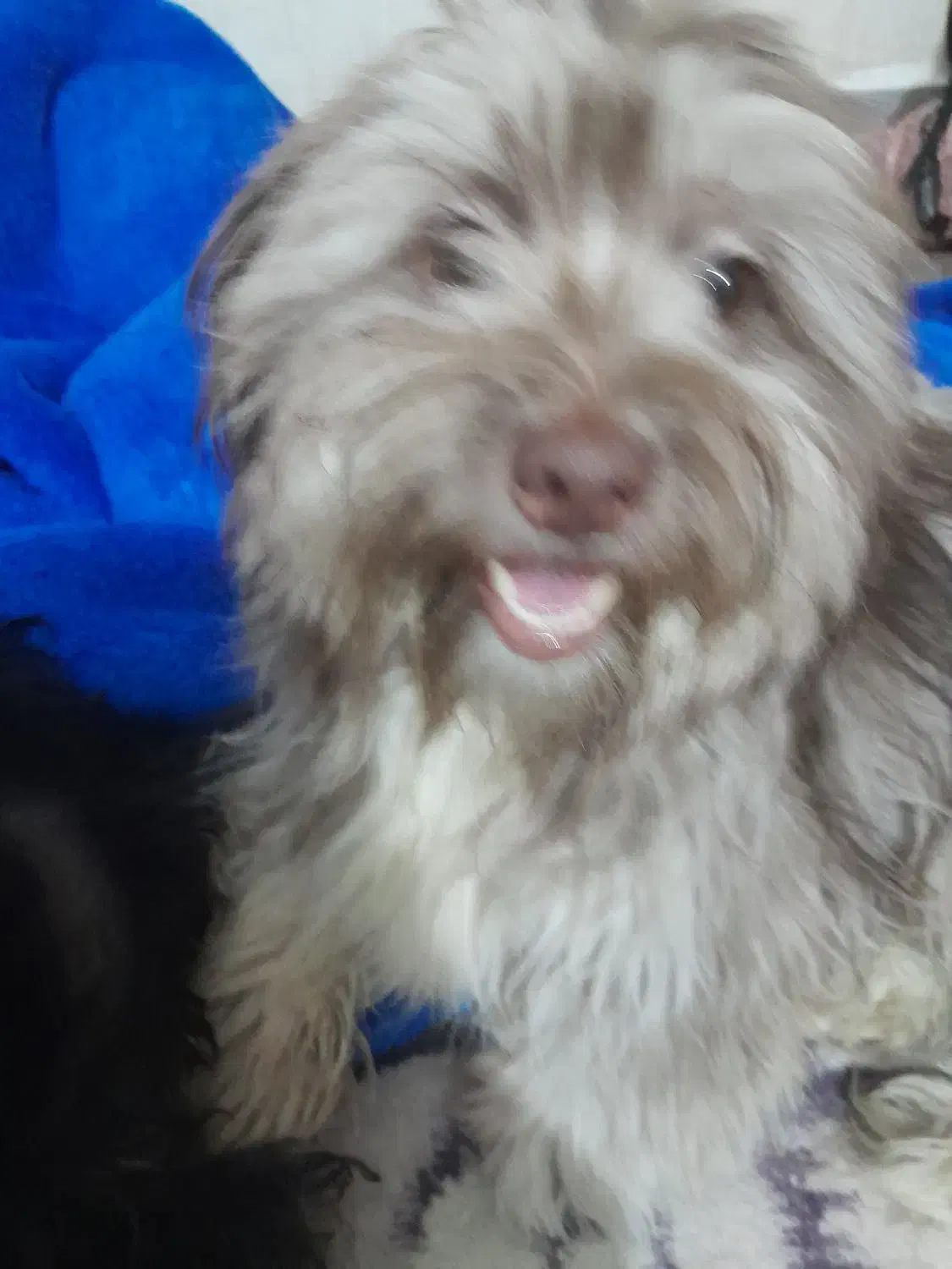 سگ شیتزو|سگ|بندر ماهشهر, |دیوار