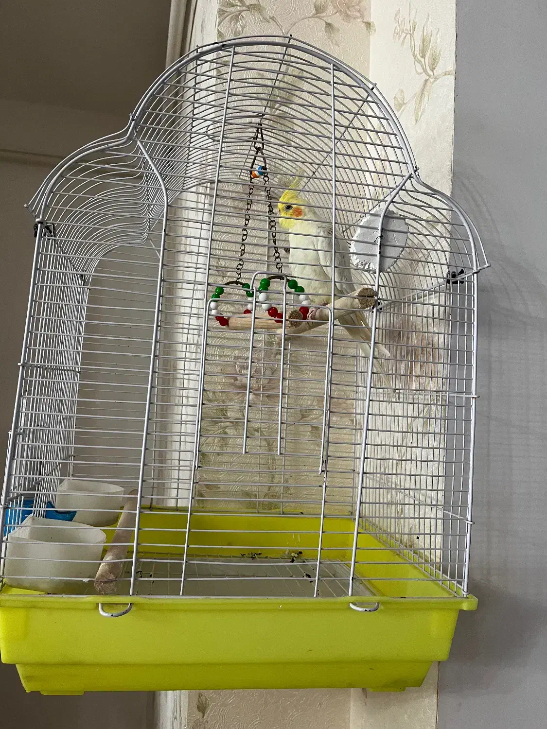 فروش عروس هلندی زیبا|پرنده|خرم‌آباد (تنکابن), |دیوار