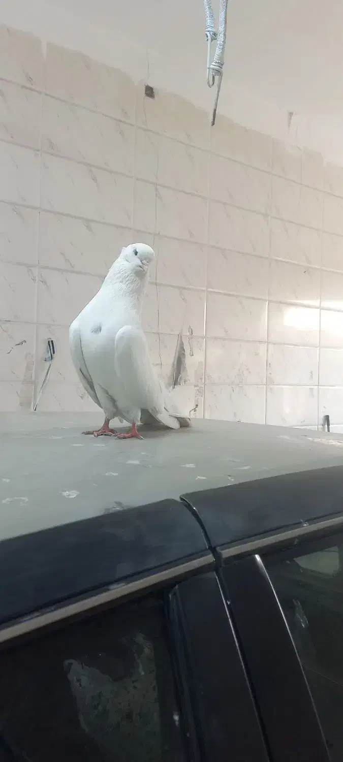 کبوتر نقابی|پرنده|کرمانشاه, |دیوار