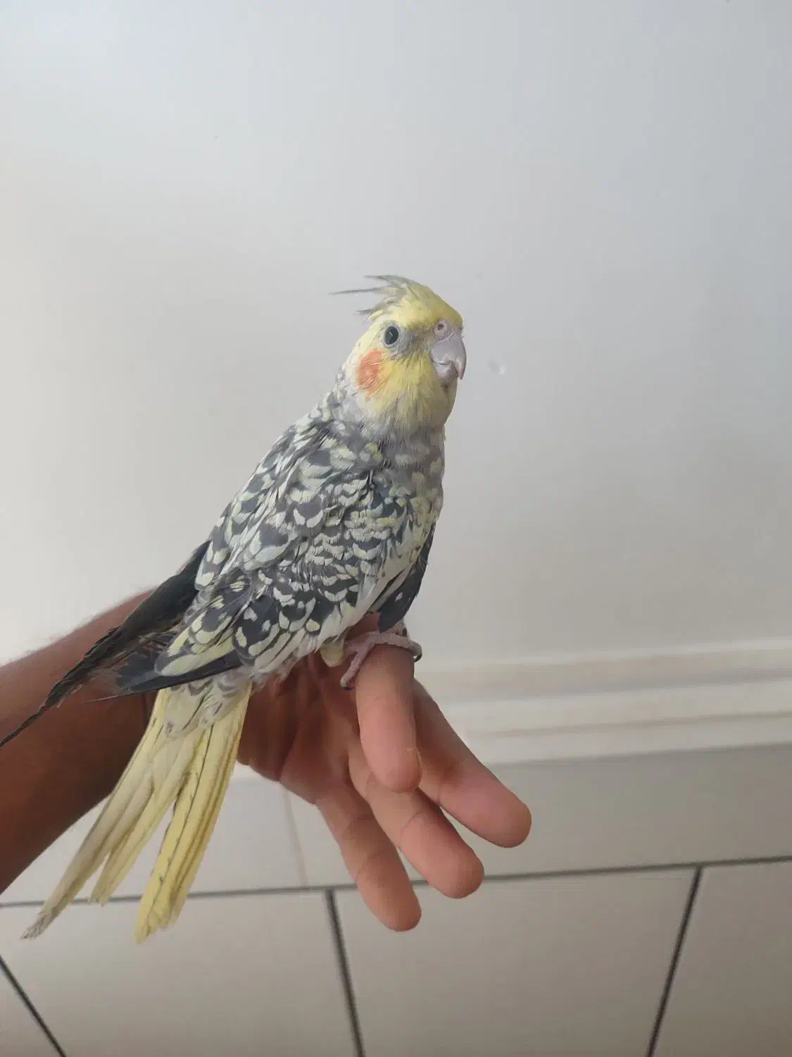 فروش عروس هلندی دستی نر|پرنده|داراب, |دیوار