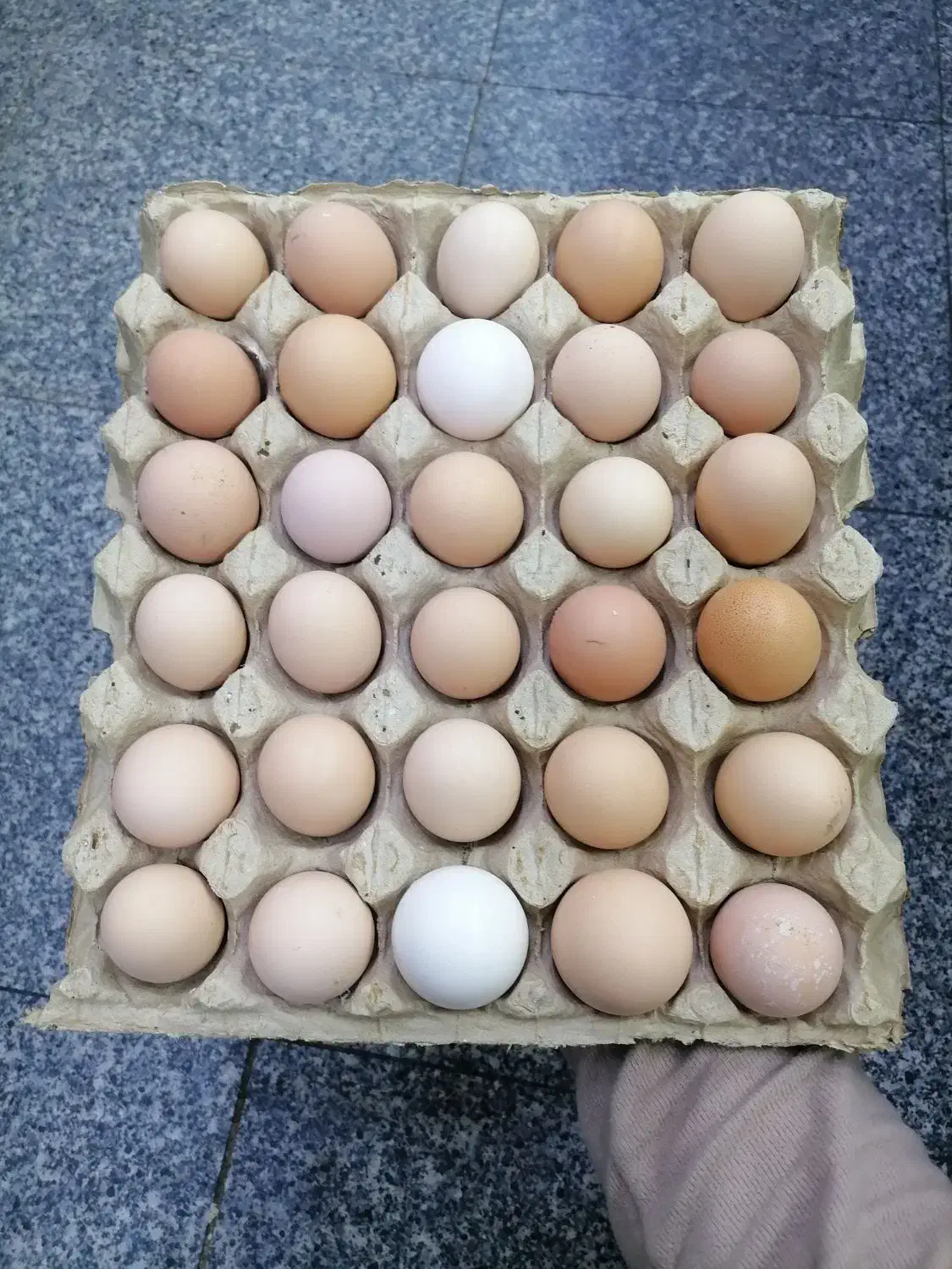 تخم مرغ محلی گلپایگان|خوردنی و آشامیدنی|قم, عمار یاسر|دیوار