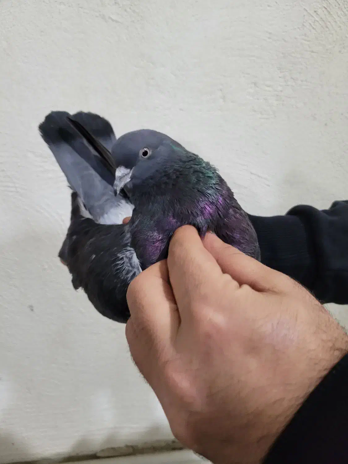 کبوتر پرشی|پرنده|گرگان, |دیوار