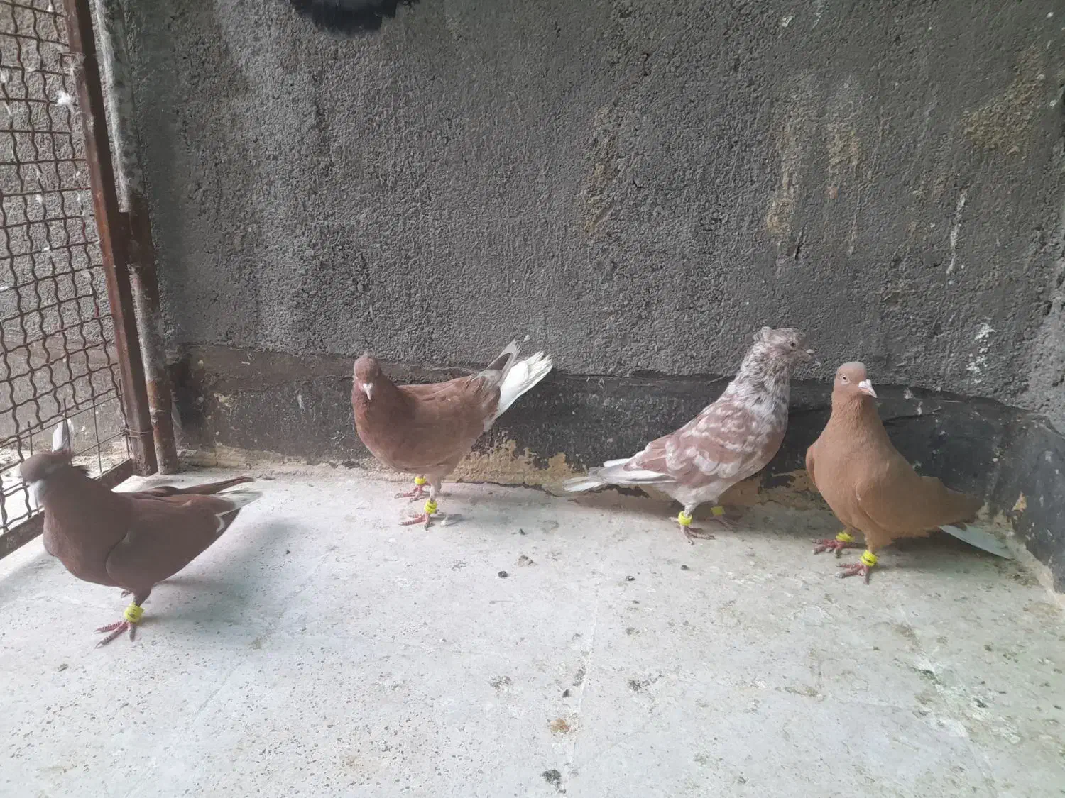 کفتر دم سفید|حیوانات|مشهد, عامل|دیوار