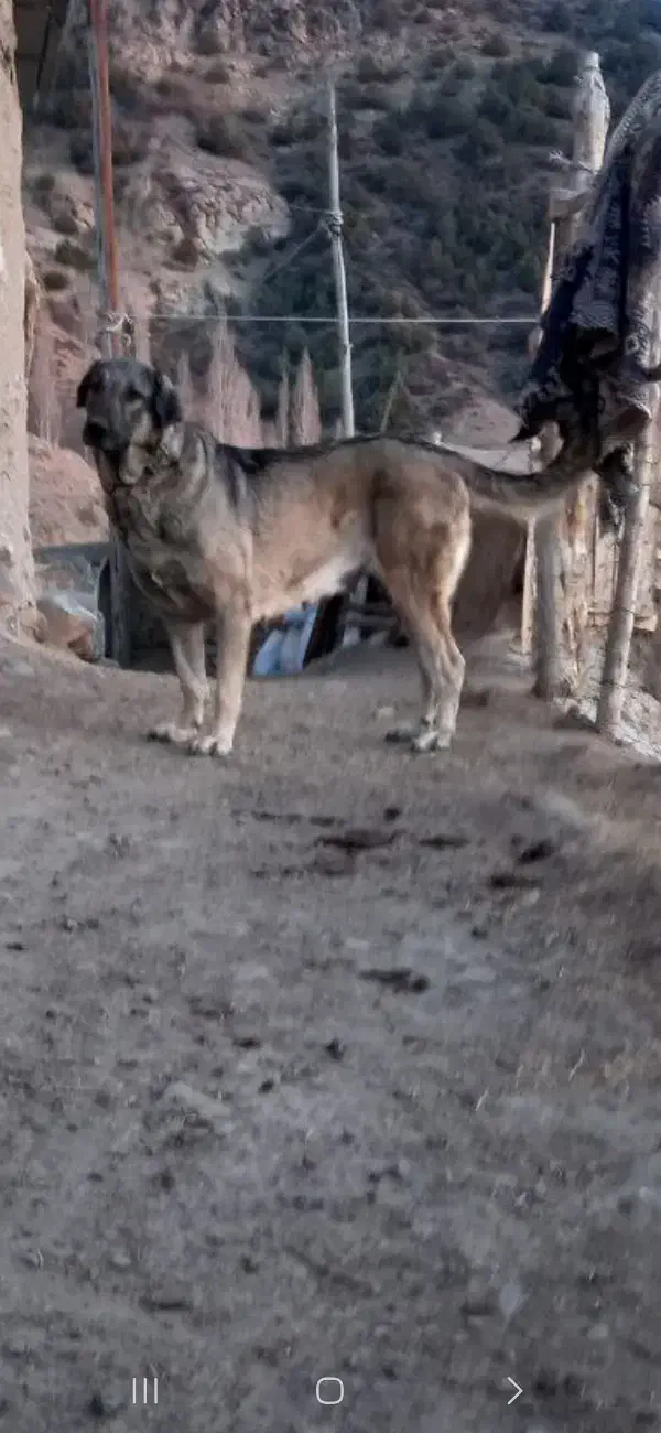 ماده‌عراقی‌۴ساله‌گم‌شده|سگ|میانه, |دیوار