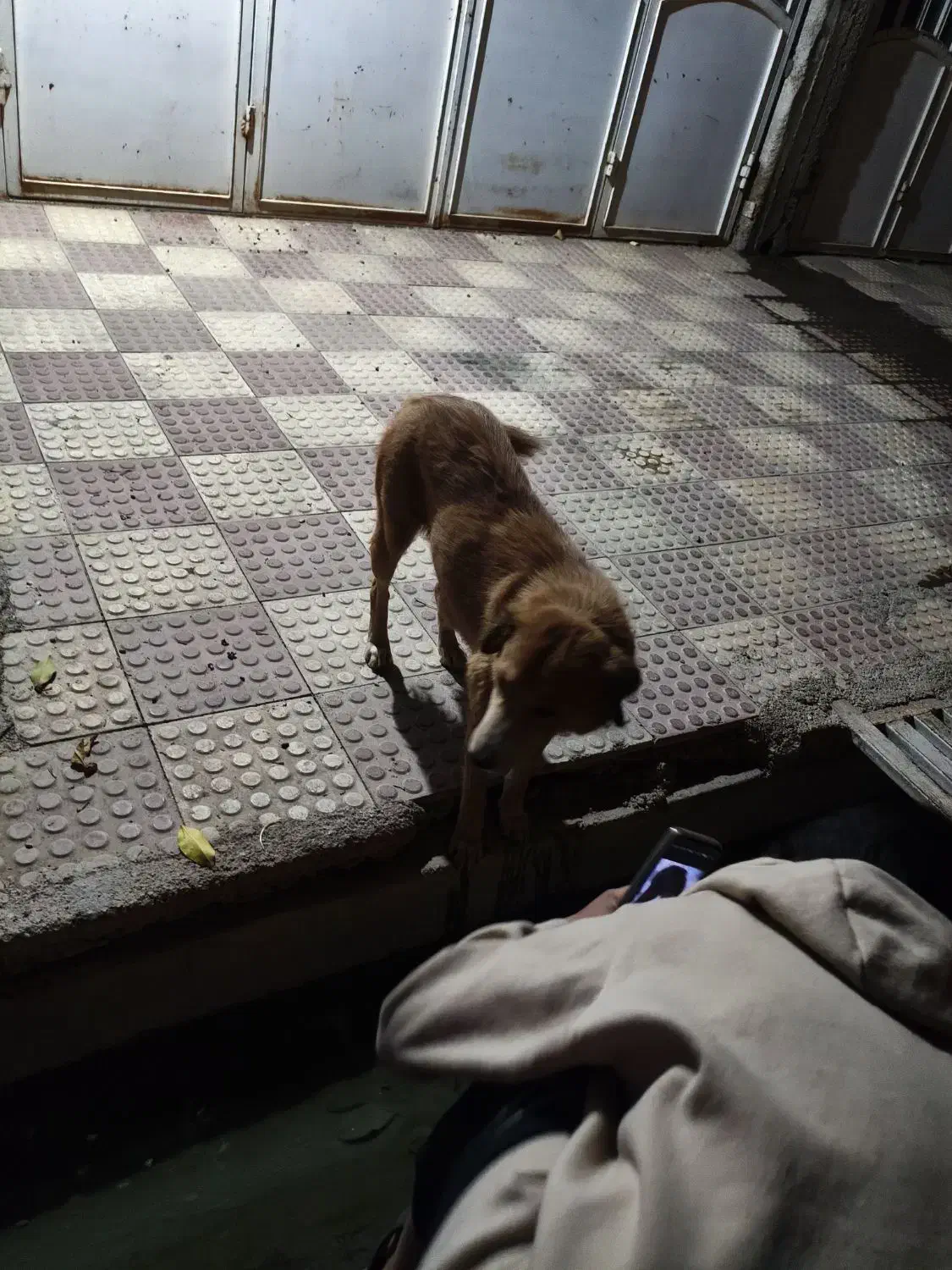 گمشده|حیوانات|مرودشت, فاز اول شهرک فرهنگیان|دیوار