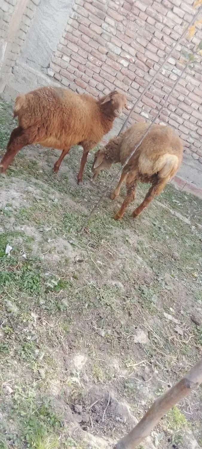 بر شیر مست|حیوانات مزرعه|اردبیل, |دیوار