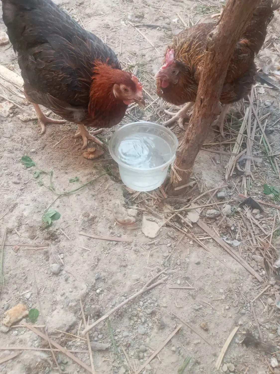 مرغ محلی تخمگذار. و تیش و خروس|حیوانات مزرعه|عنبرآباد, |دیوار