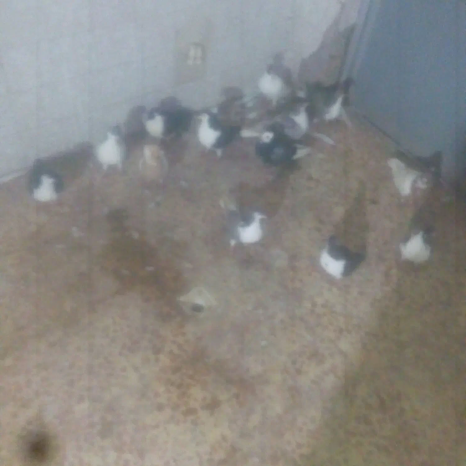 18 کبوتر جوونه و کهنه ی پرشی|پرنده|سبزوار, امیر کبیر|دیوار