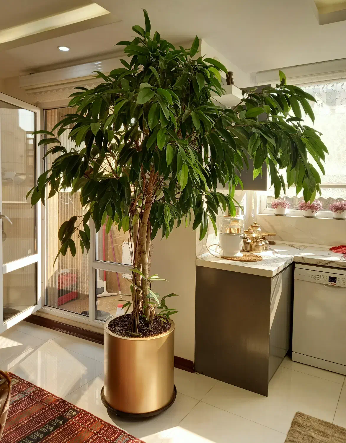 فروش درختچه آمستل سه تنه‌ای|گل و گیاه طبیعی|تهران, شارق|دیوار