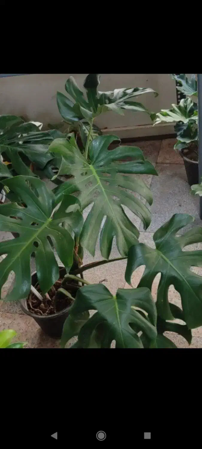 گل همیشه گلدار ماندگار پروین۸۰|حراج|بروجرد, |دیوار