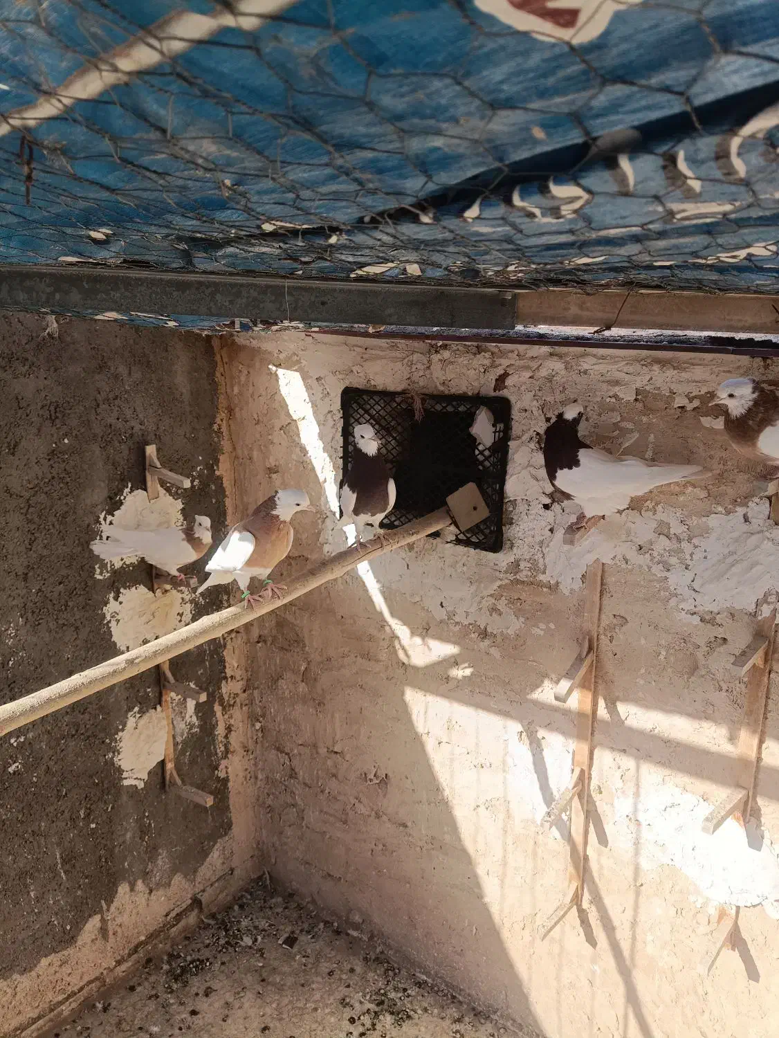 طوقی|پرنده|کاشمر, |دیوار