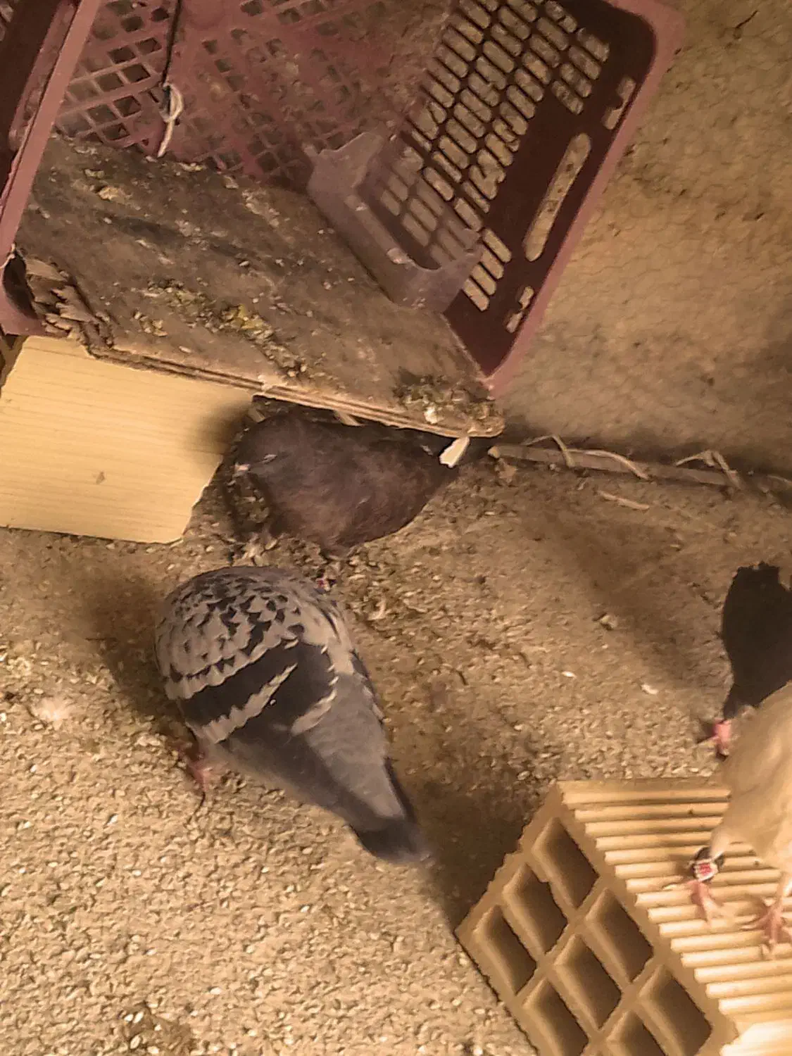 کبوتر|پرنده|سرپل ذهاب, |دیوار