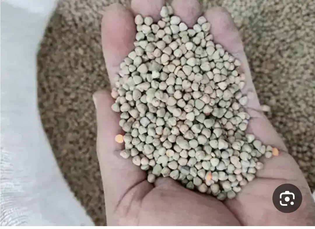 خرید گاودانه( کسن)|خدمات باغبانی و درختکاری|لردگان, |دیوار