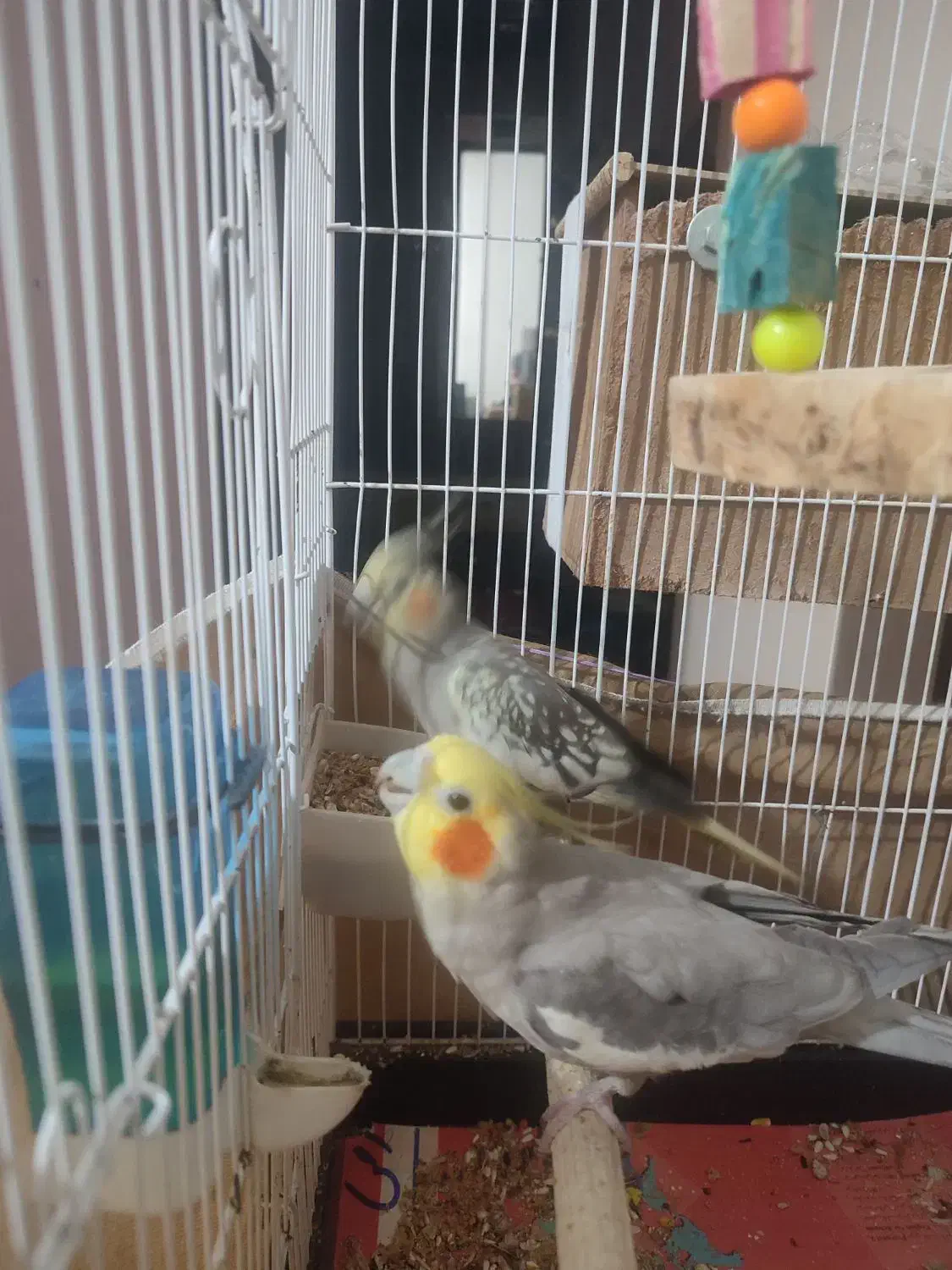 عروس هلندی|پرنده|نسیمشهر, |دیوار