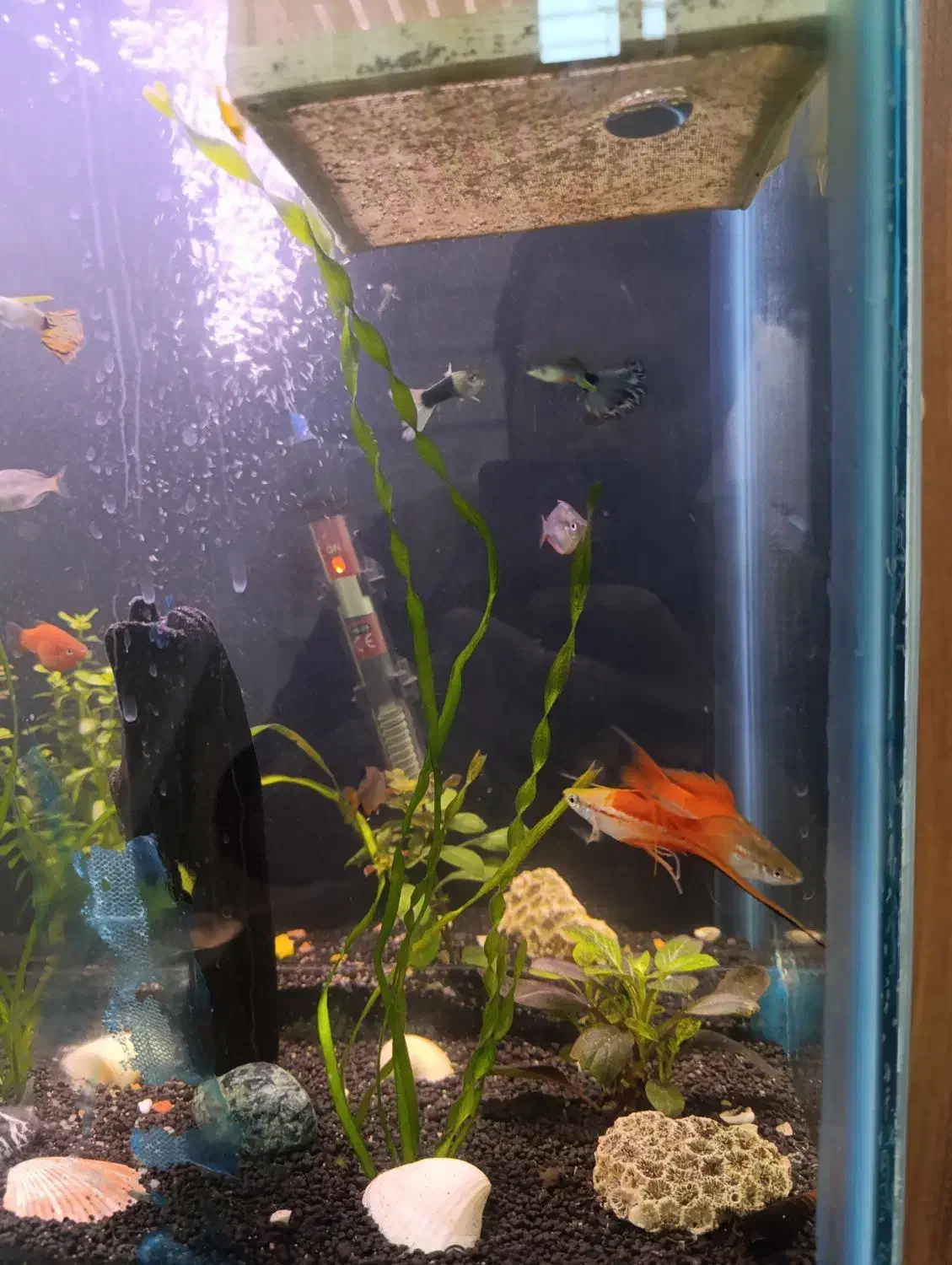 آکواریوم گیاهی|ماهی|قرچک, مهدیه|دیوار