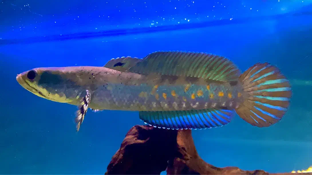 چانا بلو پالچرا|ماهی|کرمان, |دیوار