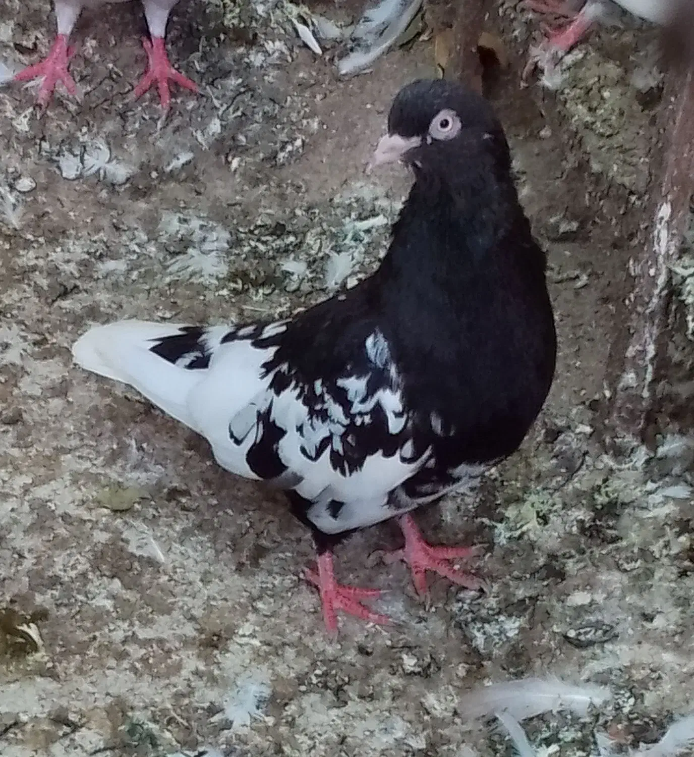 یک جفت سینه سه تومن سینه مشکی ماده وکله سیاه ماده|پرنده|آشخانه, |دیوار