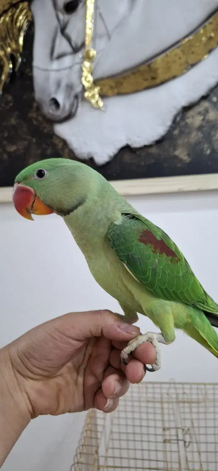 شاه طوطی|پرنده|قم, زنبیل آباد|دیوار