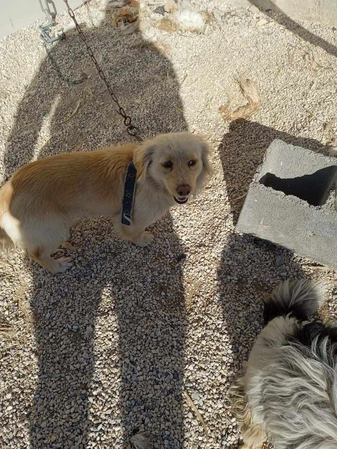 سه تا سگ پاپی|سگ|شاهین‌شهر, حاجی آباد|دیوار