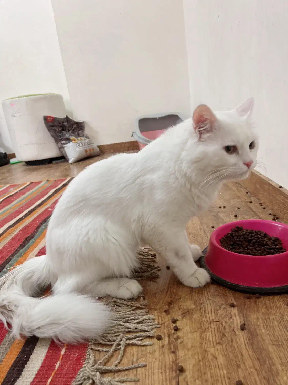 فروش گربه پرشین بریتیش با شناسنانه و واکسن زده|گربه|بندر گناوه, |دیوار