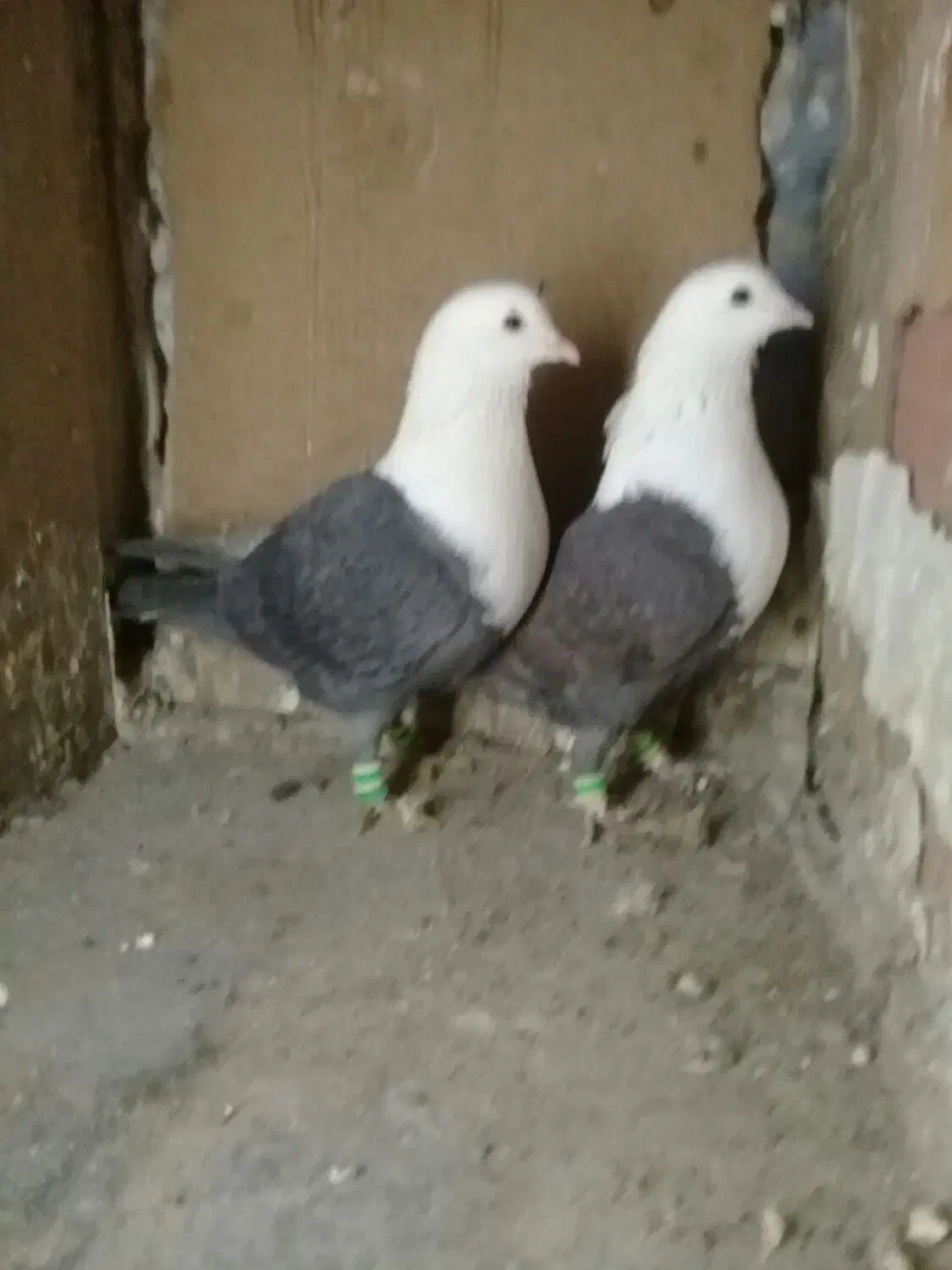 کبوتر|پرنده|مشهد, بهار|دیوار