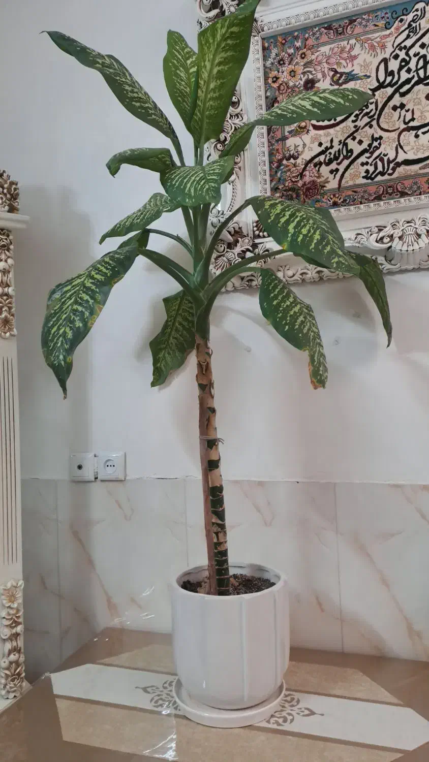 دیفن لاخیا|گل و گیاه طبیعی|ورامین, ورامین|دیوار