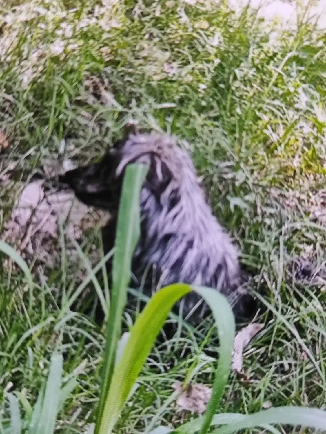 سگ گم شده|حیوانات|محمدشهر, محمدشهر|دیوار