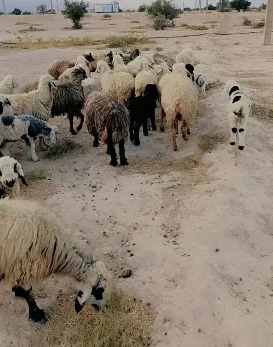 ۲۵ راس میش|حیوانات مزرعه|کازرون, |دیوار