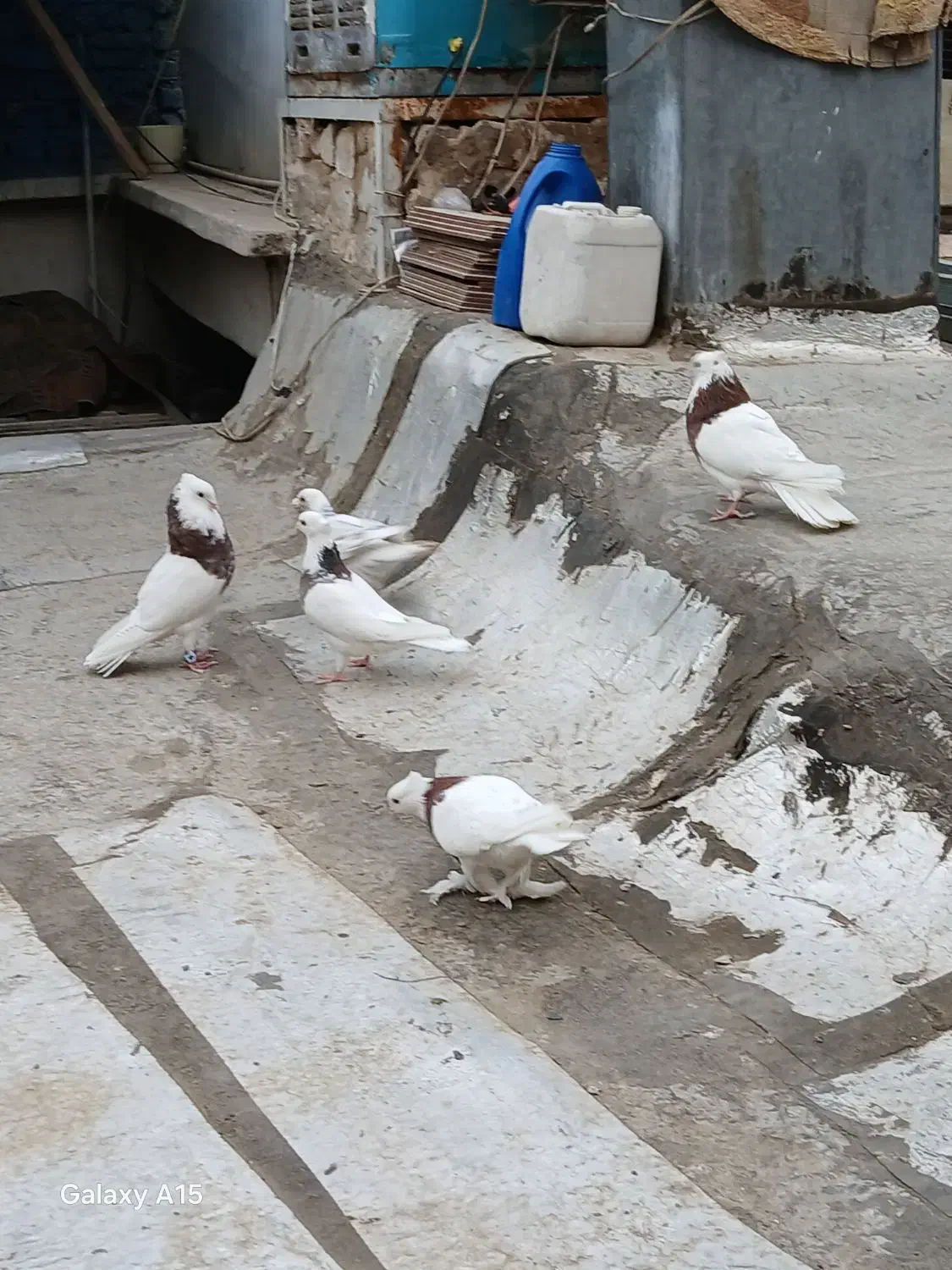 طوقی مهر معاوضه با سره بخون|پرنده|تهران, یافت آباد جنوبی|دیوار