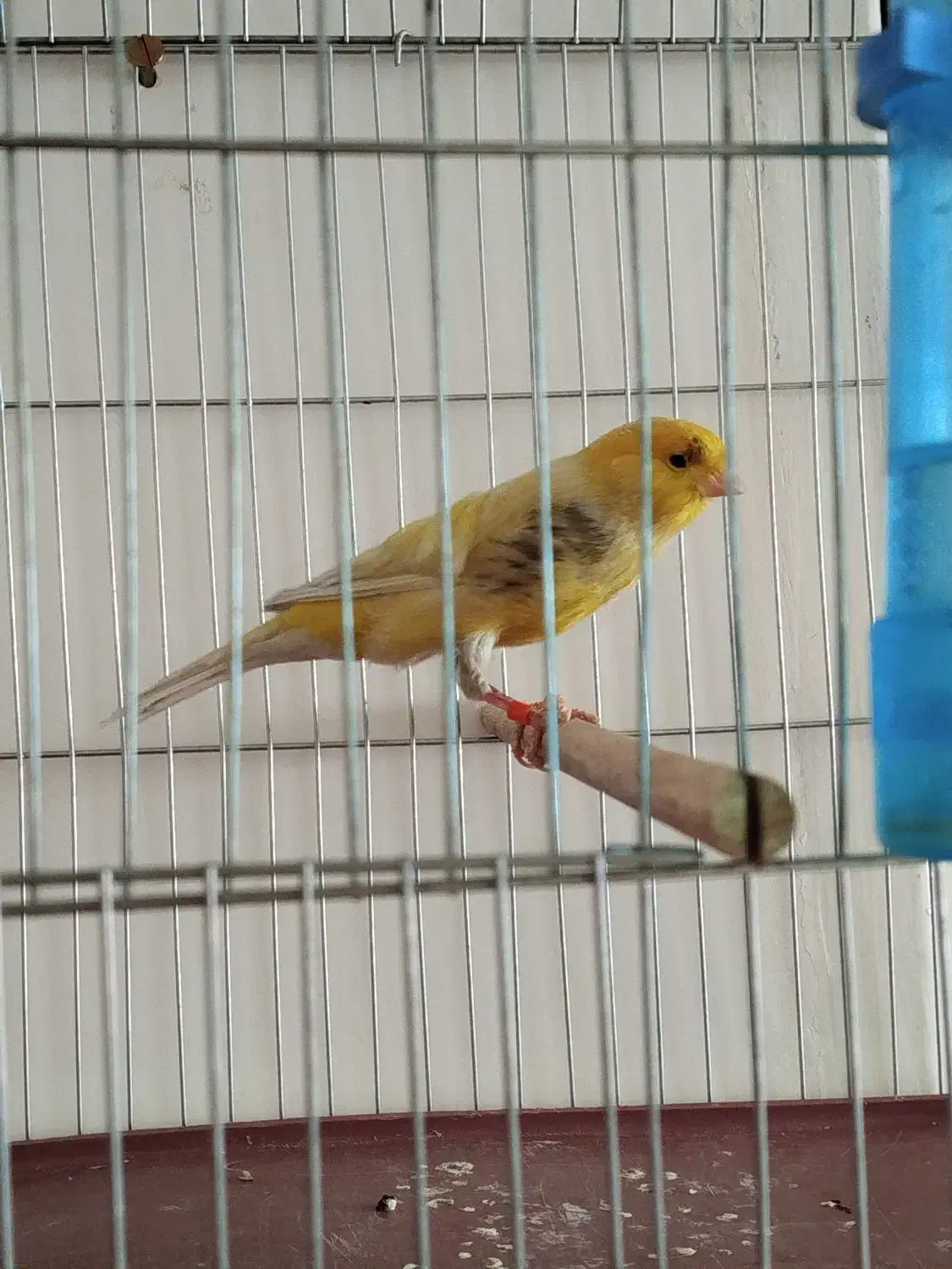 قناری نر مست روانی|پرنده|شیراز, ده پیاله|دیوار