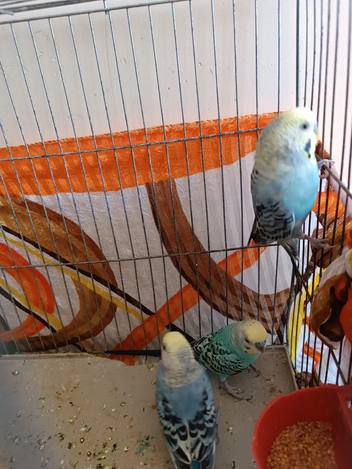 مرغ عشق نر|پرنده|شیراز, ریاستی|دیوار