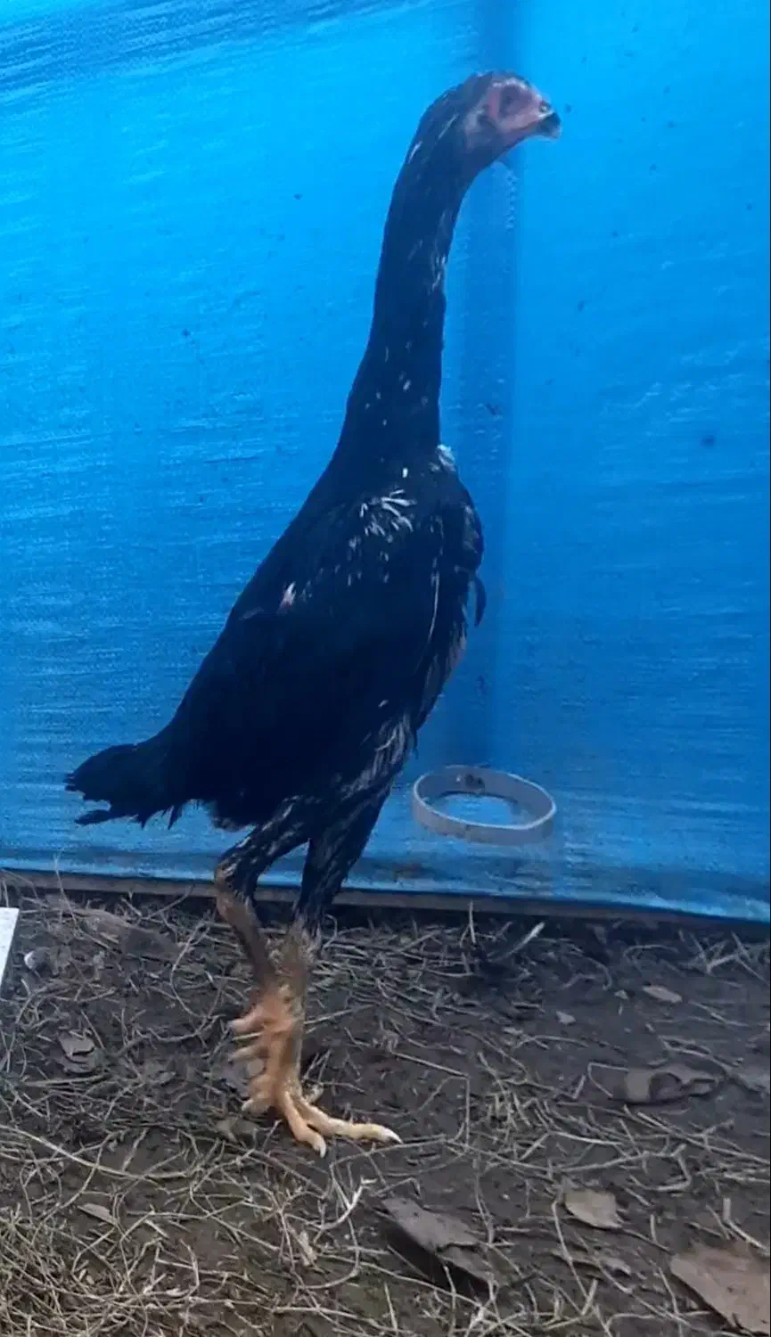 جوجه اوشامو|حیوانات مزرعه|رشت, عینک|دیوار