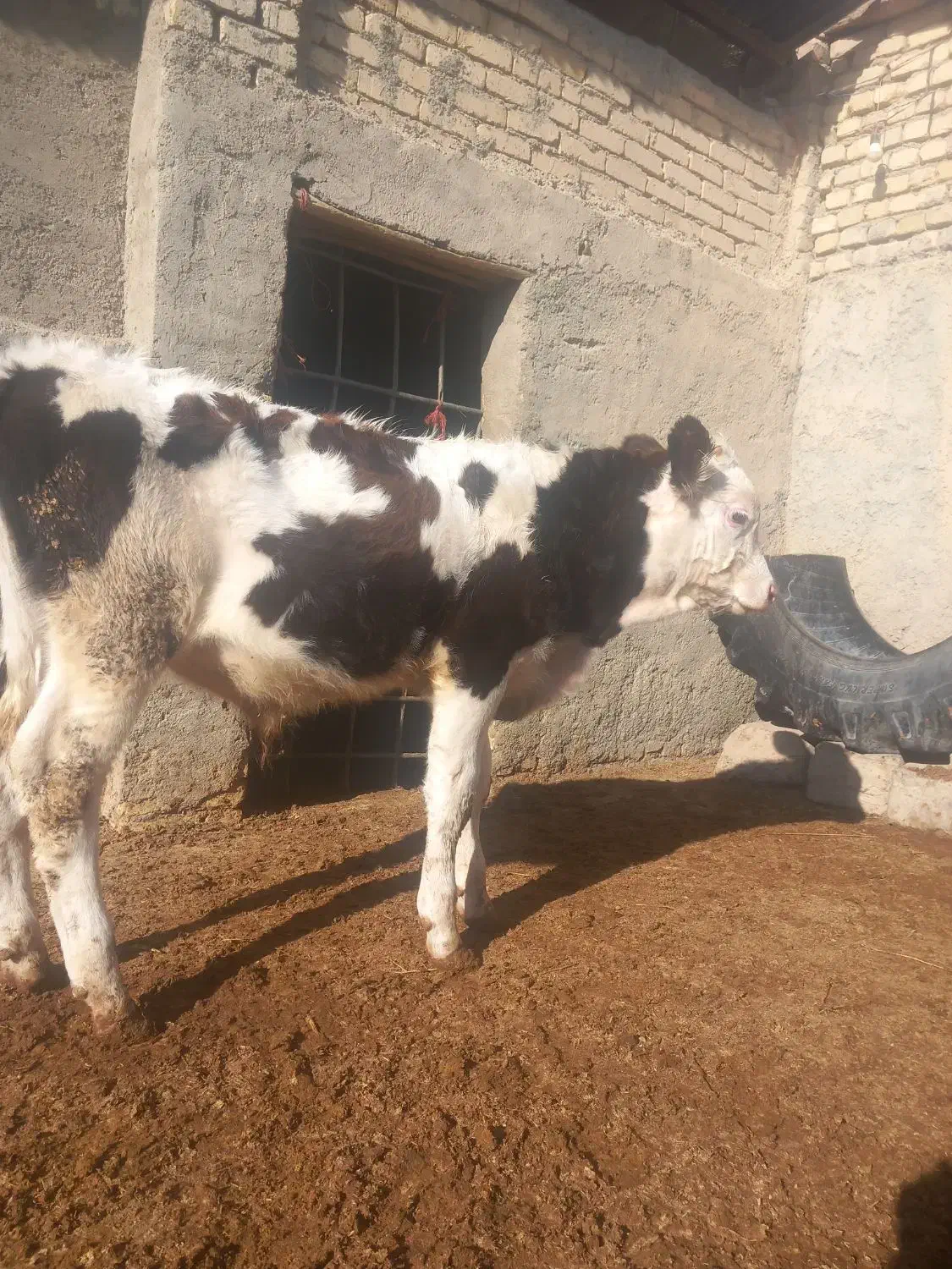 خرید گ ا و گوساله|حیوانات مزرعه|ساروق, |دیوار