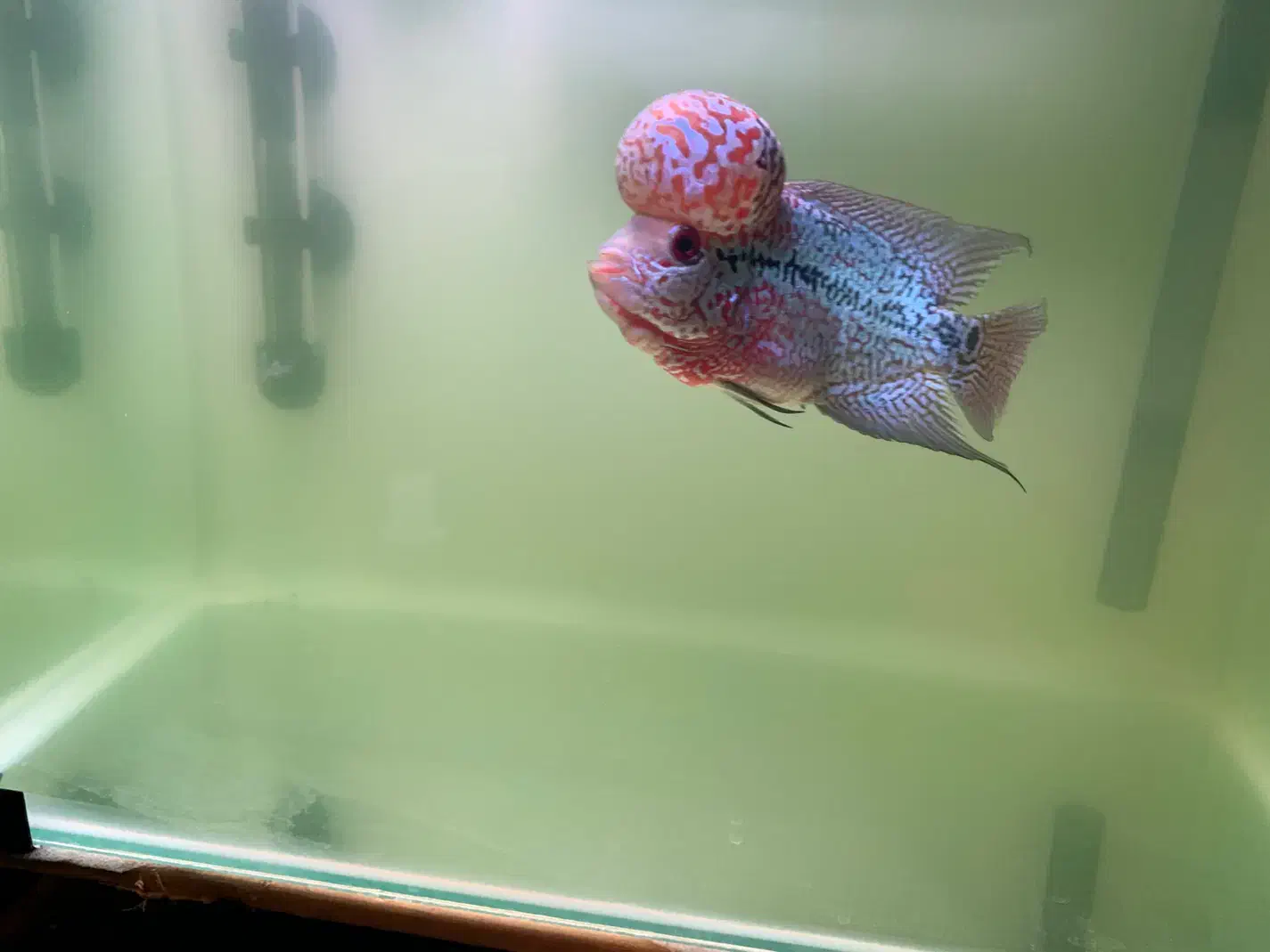 فلاور هورن|ماهی|تهران, بلوار کشاورز|دیوار