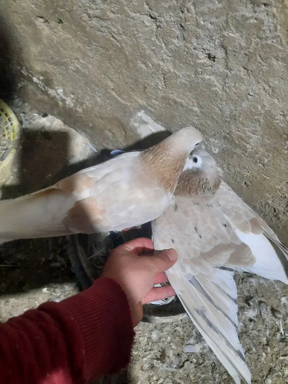 ۸تا دوتومن|پرنده|اسفراین, |دیوار