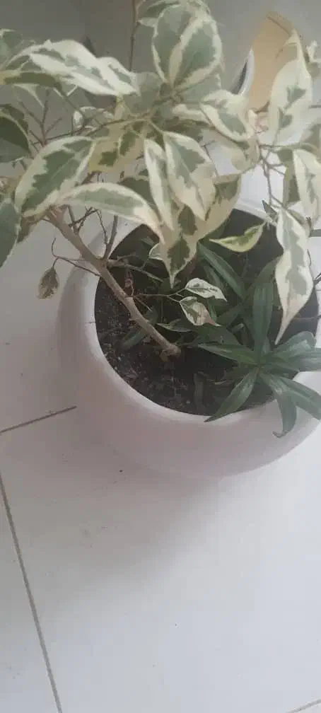 گل های آپارتمانی ورق بزنید|گل و گیاه طبیعی|کرج, باغستان|دیوار